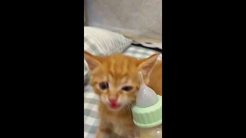 Cute Kitten Video