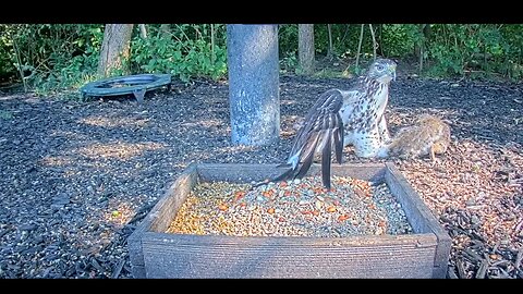 Flocks of birds and squirrels compete to eat