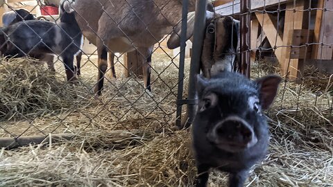 There's a PIG in my Barn!!! My mini-nubian is telling her girls from last year to BACK UP!!!