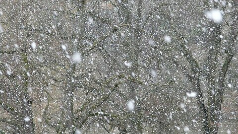 Winter wind 1 hour / relaxing blizzard sounds, winds blowing snow across the forest bed