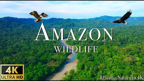 Amazon Wildlife Animals That Call The Jungle Home Amazon Rainforest