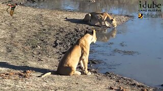 Daughters Of The Mapogo Lions - Rebuilding The Othawa Pride - 17: Lionesses On Patrol