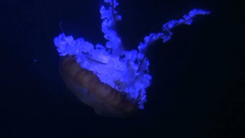 Tracking Glowing Jellyfish Floating Through Dark Water