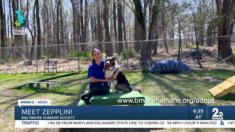 Zepplin the dog is up for adoption at the Baltimore Humane Society