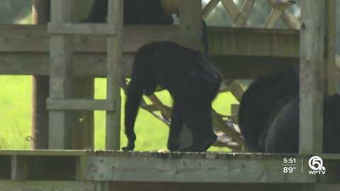 Chimpanzees get new home in St. Lucie County