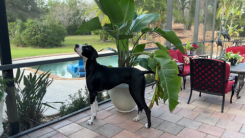 Screen climbing squirrel teases Great Dane