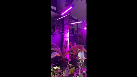 Grow Lights for Indoor Plants, Full Spectrum Led Plant Light with Timer Clip on Growing Lamp fo...