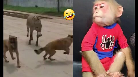 Donkey Dog & Monkey Funny Video