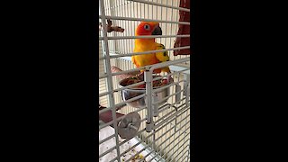 Angry parrot's food rage will have you in stitches!
