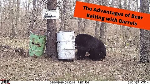 Bear Baiting | The Double Barrel Set