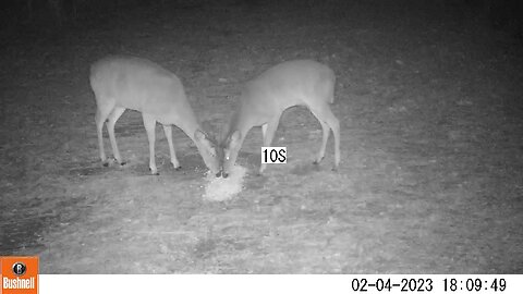 Bushnell Deer Camera 2 Doves Eating Deer Corn part 3