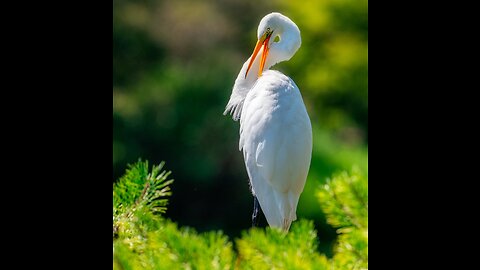 The mute swan is the ideal pair for a waterfowl, a fast swimmer