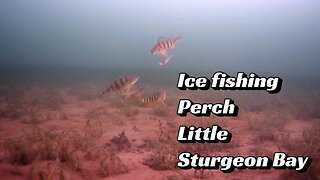 Ice fishing Perch Little Sturgeon Bay