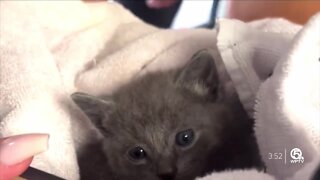 Kitten foster families needed at Palm Beach County animal shelter