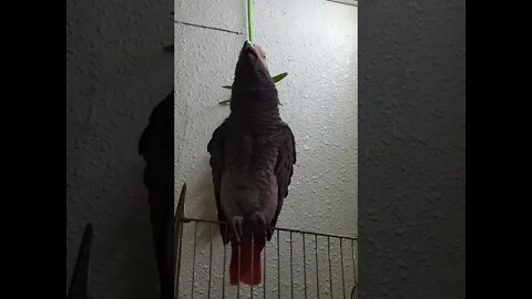 Parrot Recite Rate It #Ubertainment #ytshorts #parrotrecite #parrot #birds #viral #trending