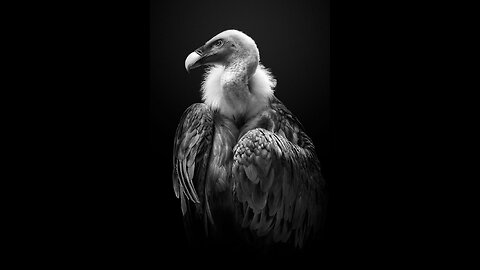 Bearded Vulture