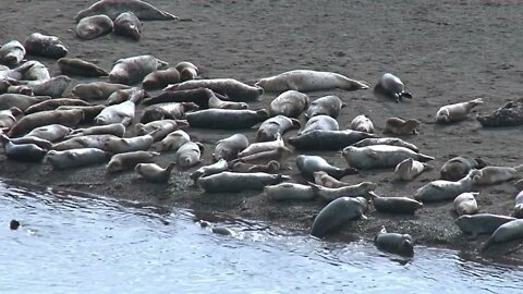 Harbor Seals Basking on Sand Near Waters Edge