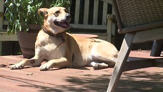 Dog makes miraculous recovery after rattlesnake bite