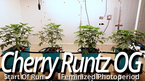 Cherry Runtz OG: Spider Farmer SE7000 Flower Room Journey Begins