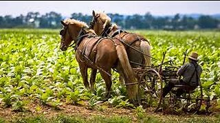 Amish Farmer, Sentenced To Prison For Processing His Own Meat, Wins Freedom For Christmas!