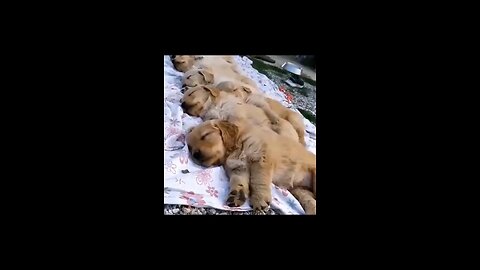 Funny Animal Videos Of The Day comedy videos fun funny meme #memes #dankmemes #coub #shorts