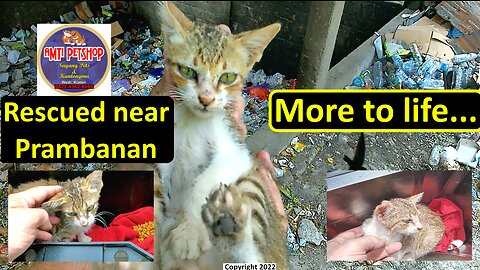 A 3 month old kitten we rescued from a rubbish dump near Prambanan - already successfully adopted