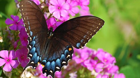 eastern tiger swallowtail in cherokee park, louisville ky