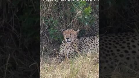 Maasai Mara Sightings Today 07/09/21 (Lions, Cheetah, Hyena, etc) | Zebra Plains | #shorts