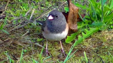 IECV NV #719 - 👀 Dark Eyed Junco In The Backyard Searching For Food 9-28-2018