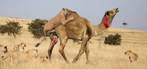 Lion vs Camel Biggest Fight Caught on Camera! The lions made a mistake by messing with the camel