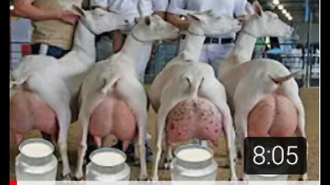 Amazing Million Goat Farming -Latest Modern Goat Milking System.