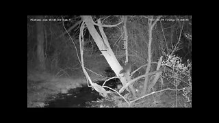 Raccoon pulls down mealworm feeder on Wildlife Cam 1 4/29/2022