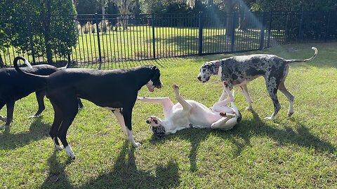 Four Happy Great Dane Girlfriends Enjoy Throwdown Wrestling Fun