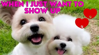 When I just want to show up (Dogs Series 1)