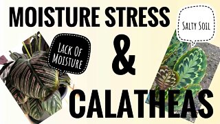 CALATHEAS 101. THE SCIENCE BEHIND HUMIDITY REGULATION FOR ALL PLANTS | Gardening in Canada