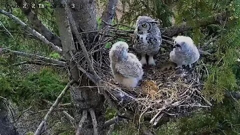 Ellis Farm-Mom Leaves Rodent For Owlets 🦉 5/26/22 20:21