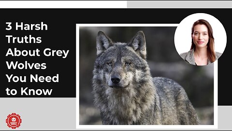 3 Harsh Truths About Grey Wolves You Need to Know