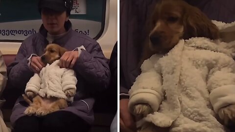 Tiny dog in white coat rides the subway