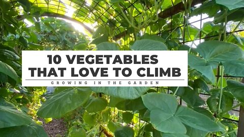 10 Vegetables that LOVE TO CLIMB: Growing in the Garden