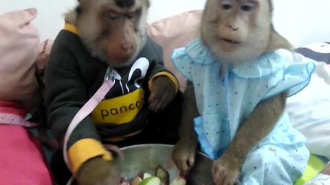 Monkey couple enjoys a snack before bedtime