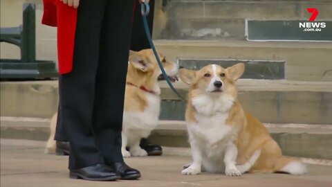 The Queen's two Corgis say goodbye to their mother