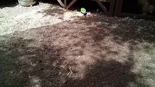 Rainbow Lorikeet, Eating some grain.