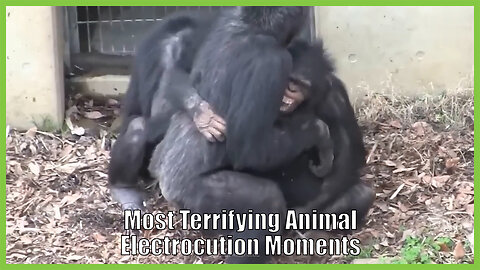 Most Terrifying Animal Electrocution Momen