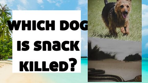 Which dog is snack kill#which dog is snack kill