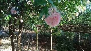 On of our Native bushes Syzygium wilsonii 8th October2021