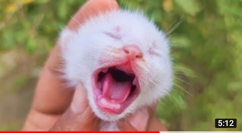 OMG So Cute Cats 2021 | Pets Garden