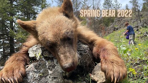 2022 Idaho Spring Black Bear - Public Land Hunt - Spot and Stalk - Marksman's Creed