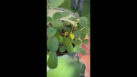 Growing strawberries at home #strawberry #plants #organic