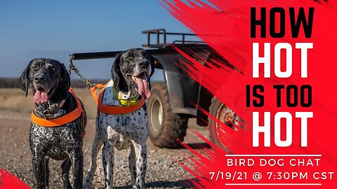 Tips To Handling The Summer Heat With Your Dog - Bird Dog Chat With Ethan And Kat