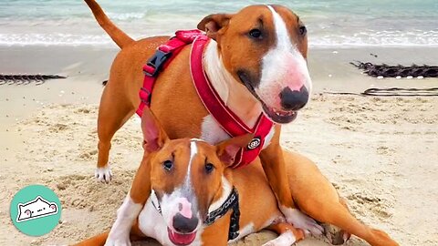 Shy Bull Terrier Finds Love In His Confident Brother | Furry Buddies